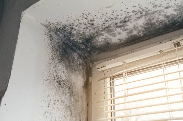 Affordable Black Mold Remediation solutions in Mead, CO